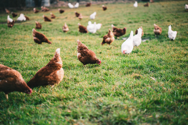 Poultry Feed Supplements: Boosting Broiler Growth Naturally