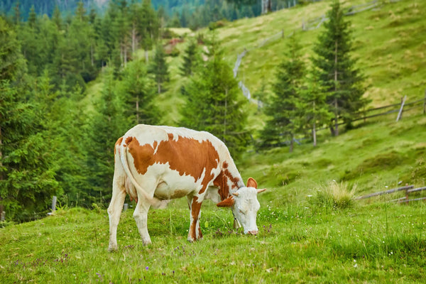 Lumpy Skin Disease in Cows: Symptoms, Spread & Herbal Management Guide