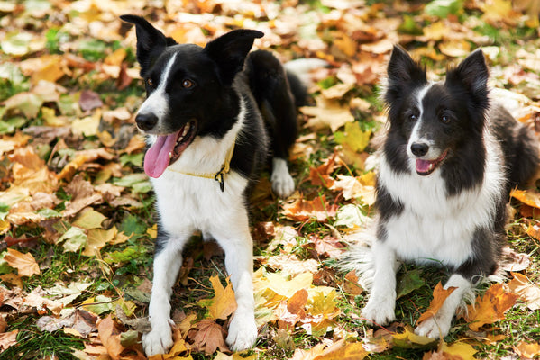 Natural Supplements for Dogs: Herbal Options for Joint, Skin & Immunity