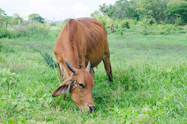 Foot and Mouth Disease Cattle Treatment: Herbal Support, Symptoms & Prevention Guide