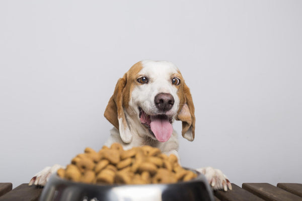 Holistic Pet Nutrition: What to Feed Your Pet for Long-Term Health