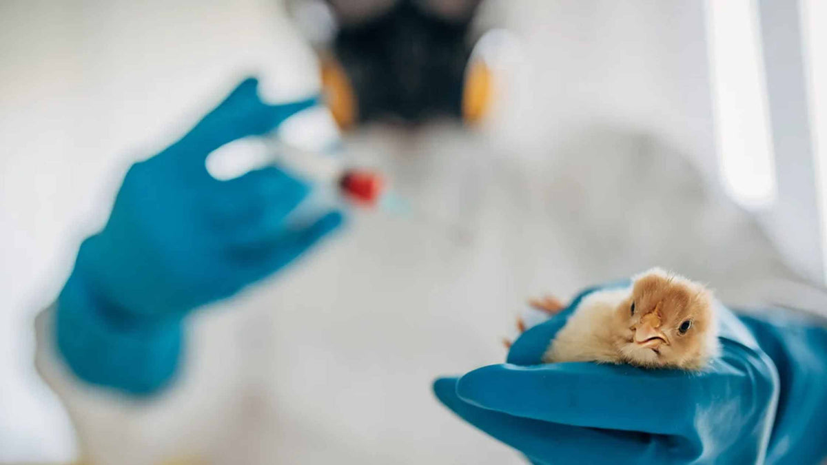 8 Signs Your Poultry May Have a Bacterial Disease