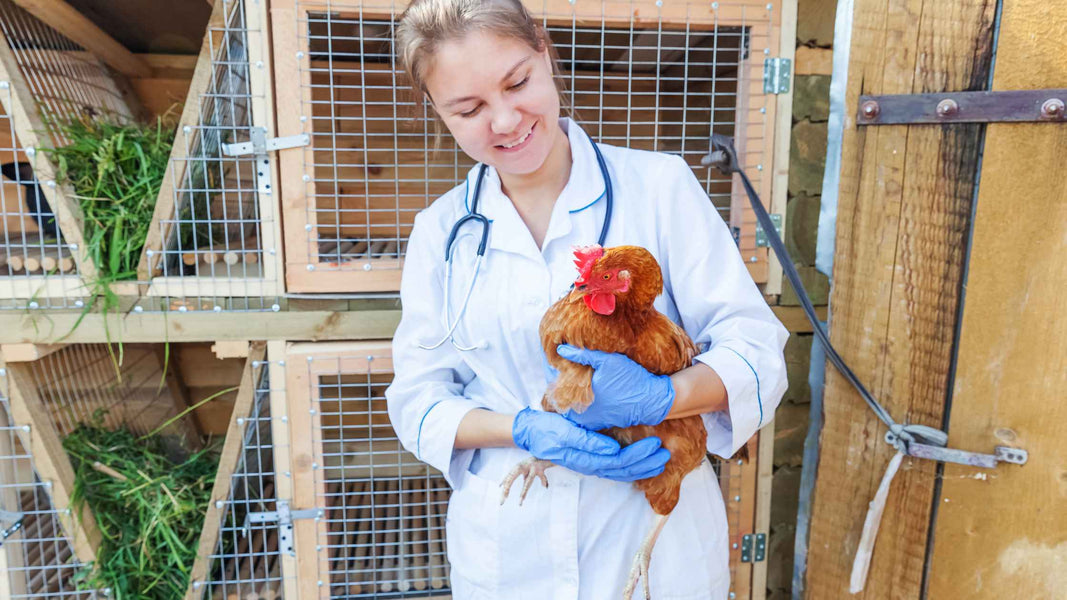 Poultry Diseases Chart Common Diseases, Symptoms, and Prevention Tips