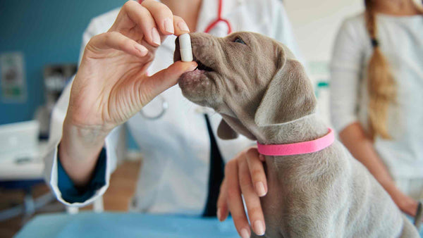 How Liver Tonics Support Better Health and Digestion in Dogs