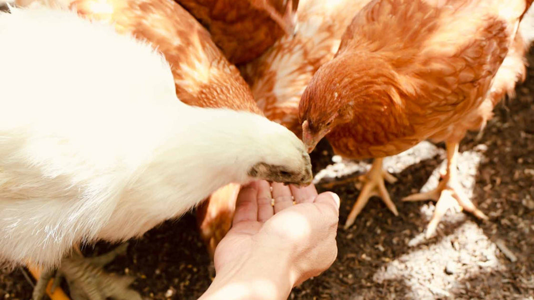 How to Incorporate Herbs and Natural Supplements into Organic Poultry Diets