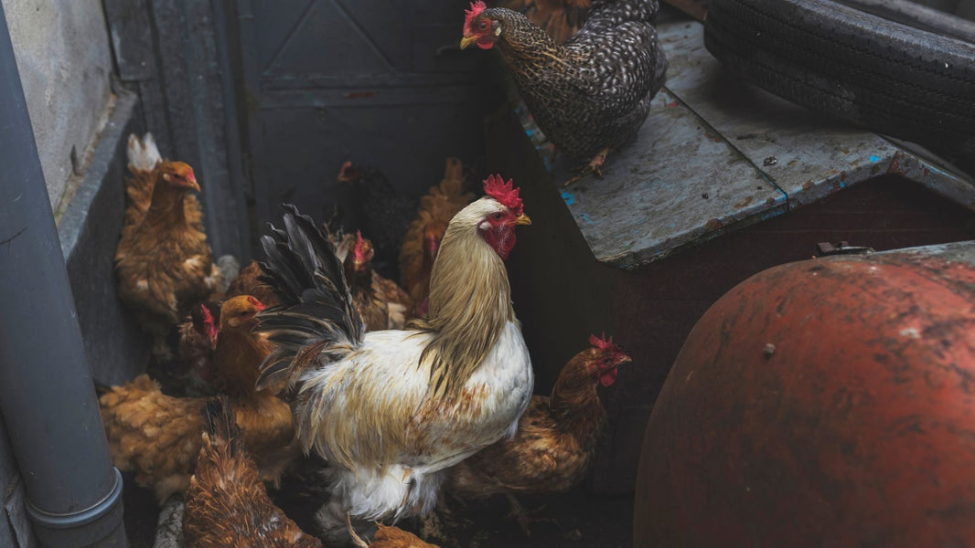 Coccidiosis Disease in Poultry: Causes, Symptoms, and Prevention