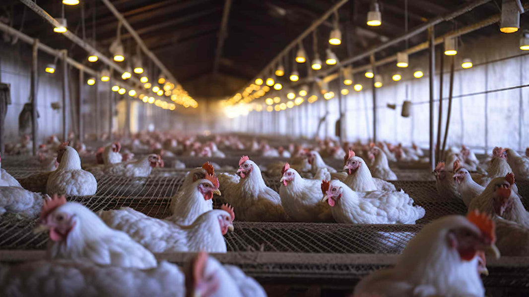 Poultry Market in India: Current Trends and Growth Opportunities
