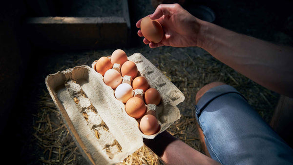 Why Egg Shell Quality Matters and How Farmers Can Improve It