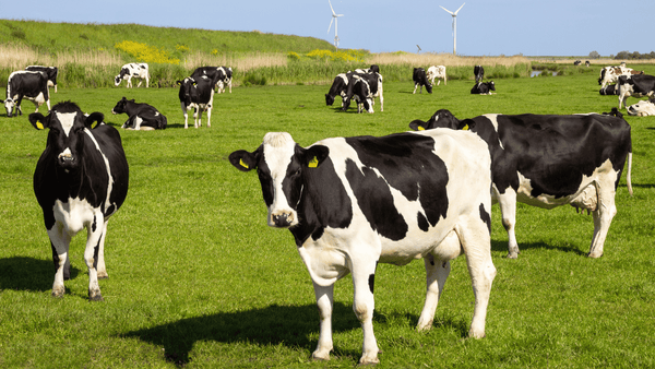 7 Warning Signs of Mange Mite Infestation in Cattle That Impact Herd Productivity