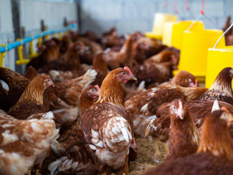 What is Choline and Why is it Essential for Poultry?