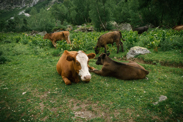 Mastitis in Cows: Causes, Symptoms & Herbal Treatment Options