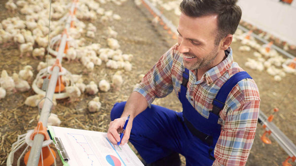 Managing Uric Acid in Poultry: Best Feeds and Supplements to Minimize Its Impact