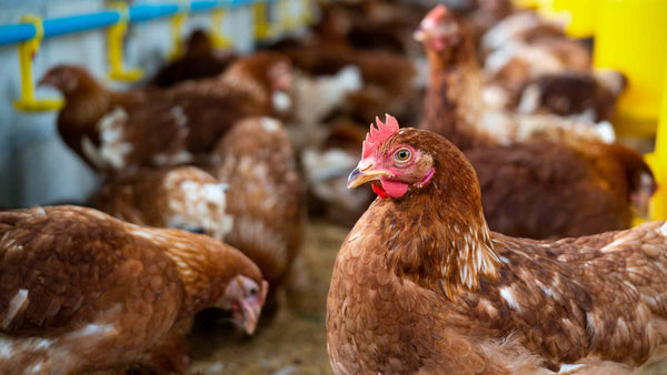 5 Best Practices for Managing Heat Stress in Poultry During Summer Months