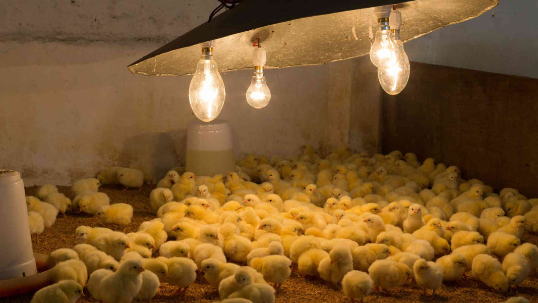 How to Manage the 21-Day Incubation Period for Optimal Chick Health and Hatch Success