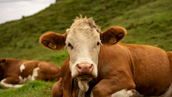 Abscess in Cattle: Identification, Herbal Support & Prevention Guide