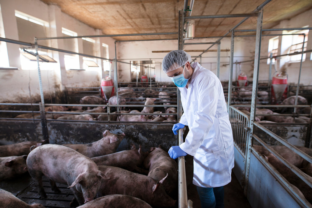 Improving broiler meat quality with phytogenic feed supplement - LivoLiv 250