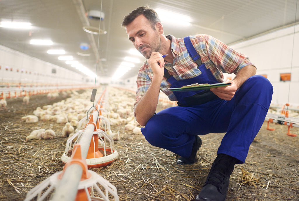 Efficacy of phytogenic formulation (Animunin) for the management of respiratory viral infections in poultry birds