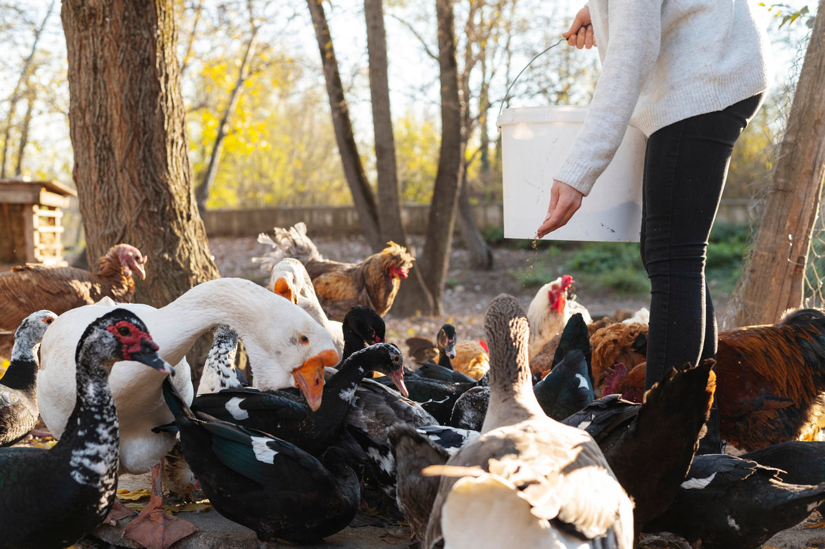 Ammonia emissions in poultry barns and management strategies