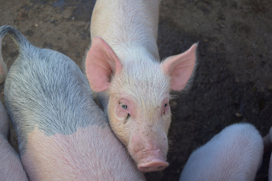 MATERNAL SUPPLEMENTATION WITH NATURAL ANTIOXIDANTS (HERBAL C AND HERBAL E) DURING PREGNANCY IN SOWS