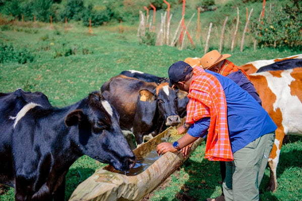 Cattle Feed Supplement: What Every Dairy Farmer Needs to Know