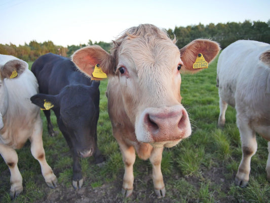 Cattle Warts: Causes, Types, Natural Removal Methods & Prevention Guide